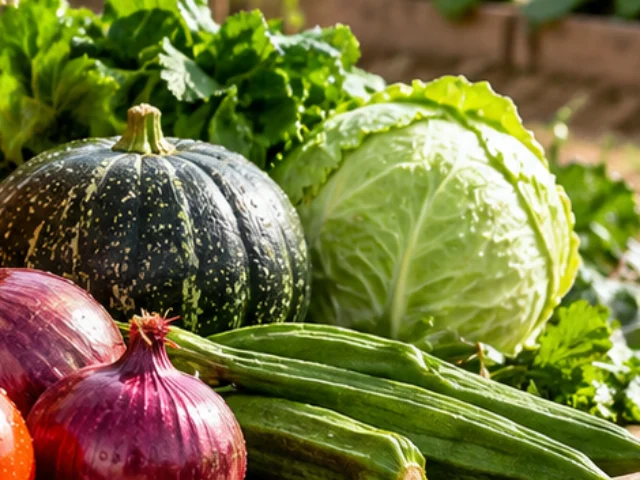 Cabbage, pumpkin and okra from the Diet Voice farm